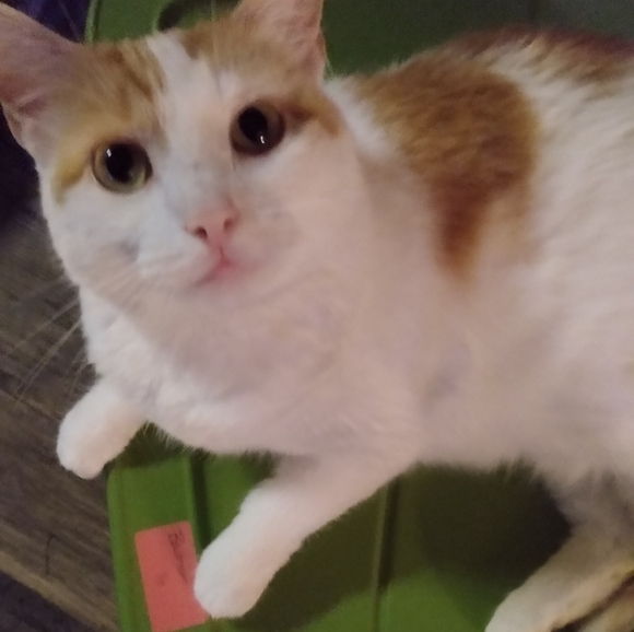 Meet your Posher, Sabrina - Picture 3 of 3